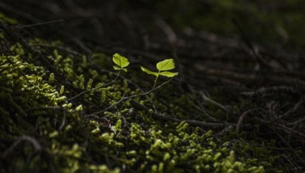 Biología y Geología Dodociencia